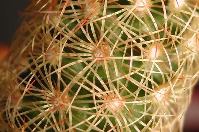Mammillaria elongata var. echinata (3).jpg